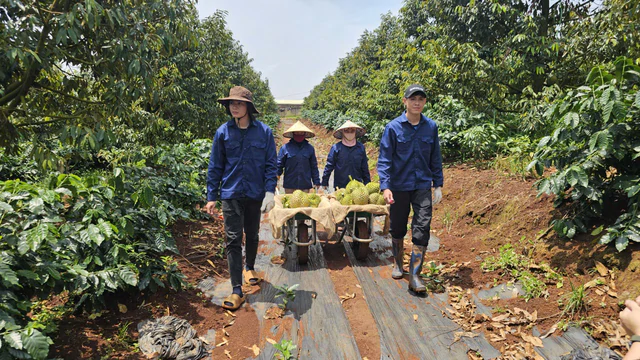 Bầu Đức lập Ủy ban ESG quy tụ 2 tiến sĩ, 3 thạc sĩ: 'Làm nông nghiệp lớn như HAGL mà không có cái này là không ổn' ảnh 2 Bầu Đức lập Ủy ban ESG quy tụ 2 tiến sĩ, 3 thạc sĩ: 'Làm nông nghiệp lớn như HAGL mà không có cái này là không ổn' - Ảnh 2.
